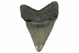 Bargain, Fossil Megalodon Tooth - North Carolina #355745-1